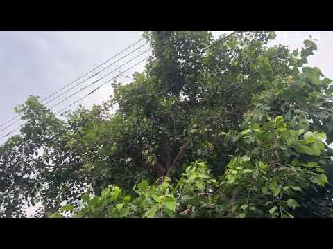 The Gadhi Lohar community is much healthier than us #viralvideo #video