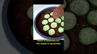 Grow Cucumbers From Fresh Fruits At Home Resimi