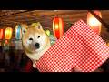 盆踊らない柴犬