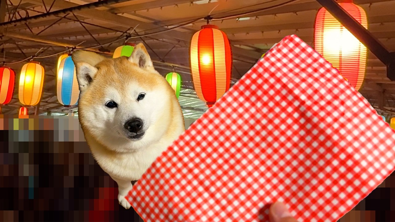 盆踊らない柴犬