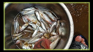 Câu lure suối - câu cá mương bằng mồi fly điểm câu cũ mà nhiều cá