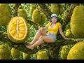 Harvesting colorful jackfruit –Picking delicious fresh tropical fruits from the garden to the market