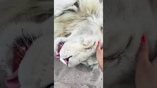 Lion Relaxing! MAJESTIC