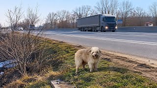 This Dog Kept Running Along the Highway.. Until We Stopped