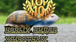 видео 10 новых видов животных, открытых в 2016 году