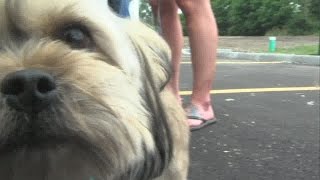 Bark Park celebrates grand opening on Saturday