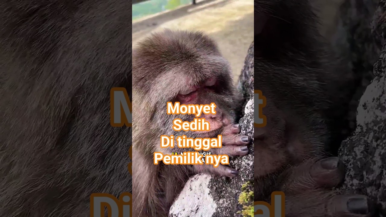 monyet sedih ditinggal pemiliknya ‼️😭😭😭 