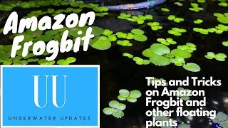 Amazon Frogbit: TIPS and TRICKS
