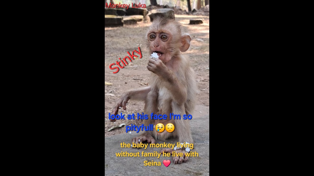 Poor baby monkey 😔 Stinky - YouTube