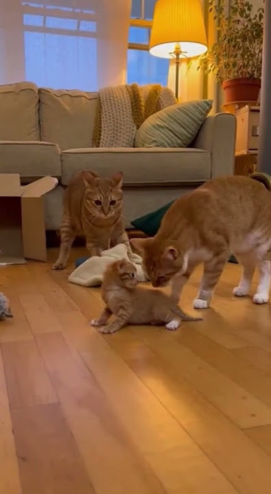 Family Moments: Dad’s Clumsiness and Mom making sure everyone’s okay 家庭日常：爸爸的粗心、媽媽的守護