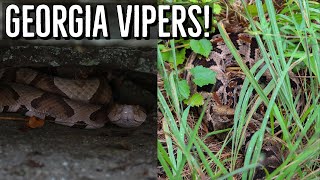 Copperhead, Cottonmouth, and Beautiful Timber! Heat Wave Hiking for Vipers in Georgia