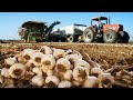 Awesome agriculture technology  garlic red beet bitter melon cultivation farming and harvest