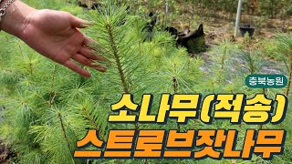 조경수,상록수,관상수 추천 / 소나무(적송), 스트로브잣나무 / 충북농원