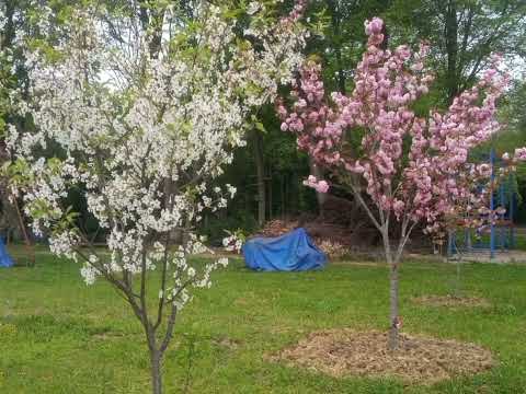 Bahçe Manzaraları 3