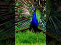 Peacock with iridescent blue green and bronze feathers majestically spreads its large tail feather