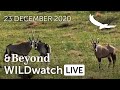 WILDwatch Live | 23 December, 2020 | Morning Safari | South Africa