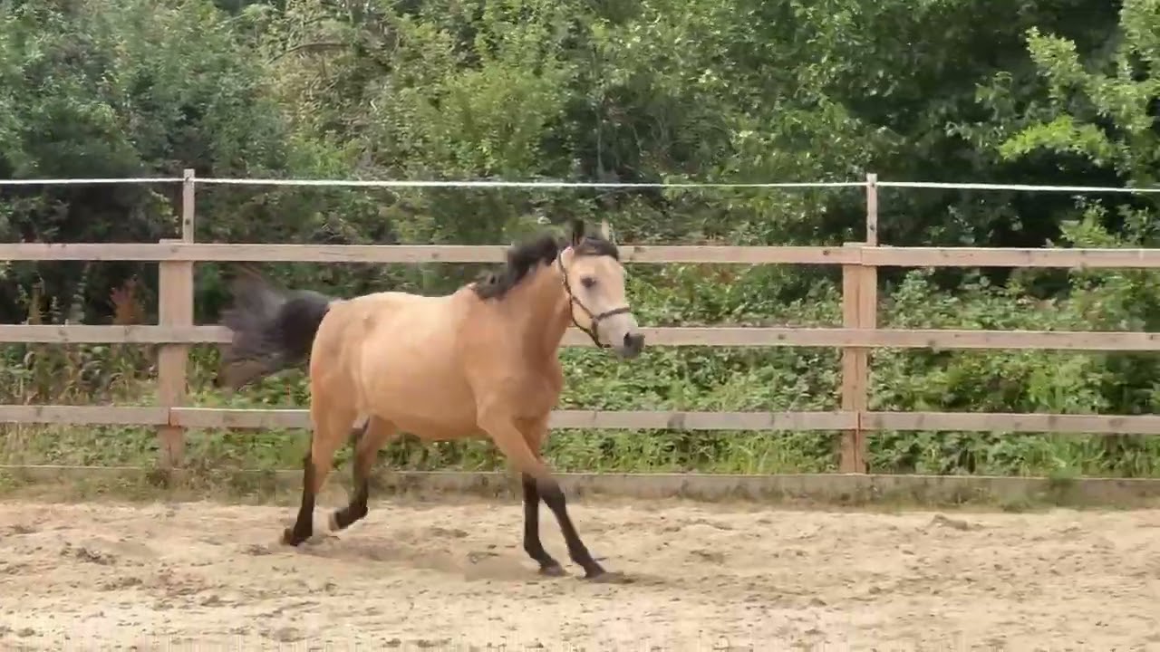 2022 pony by Alphie x Quantino