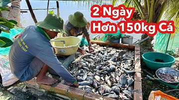 Đây Mới Là Cái Miệng Bọng Nhiều Cá Nhất Xóm Mình • Cá Quá Trời Cá | Bông Lúa Đồng Tháp