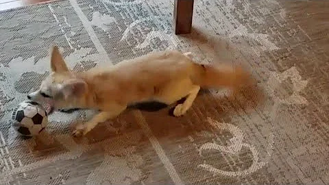 Lucy Hides Our Puppy's Toy