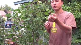 Growing Lambsquarters aka Wild Spinach - an edible weed