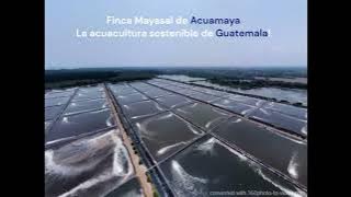 Mayasal Shrimp Farm by Acuamaya in Guatemala