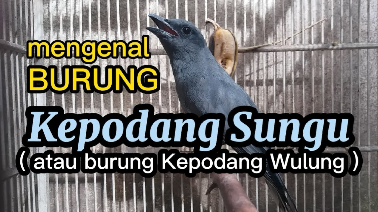 Not many people know, the Sungu or Wulung oriole bird