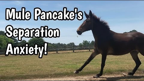 Buddy Sour Mule: Pancake is Herd Bound!