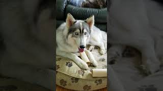 Husky Wrigley Wants Bone Back