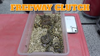 Famous Clutch Update! Amazing Freeway Ball Pythons Net Worth