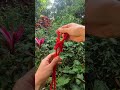 How to Tie an Alpine Butterfly Knot | Good Idea 💡 #lifeskills #lifehacks #knot (▶41)