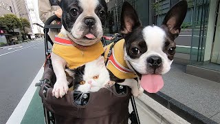 顔圧強めの犬と猫がペットカートに乗るとぎゅうぎゅう過ぎて笑える【フレンチブルドッグ・ボストンテリア・エキゾチックショートヘア】