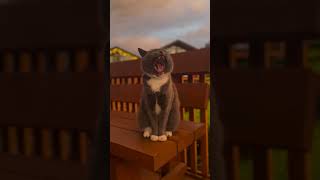 Vì sao mèo lại húc đầu vào bạn? #shorts #meo #cat  #bunting #thucung #petfacts #animalfacts #viral