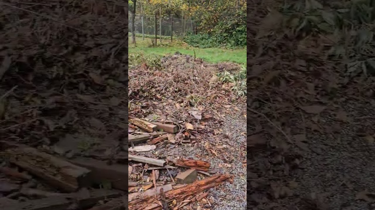 Before Yard Debris Removal in Gig Harbor WA