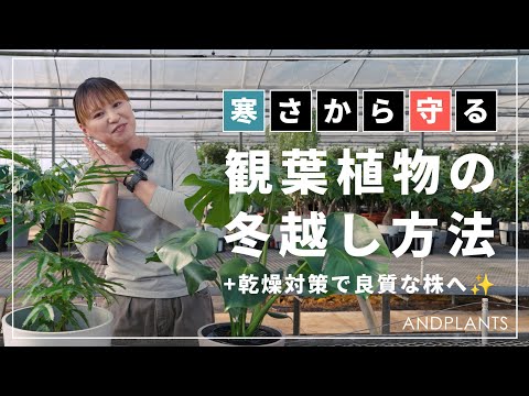 热带植物の冬越しは室内でできる？現役園芸家が教える5つのコツ