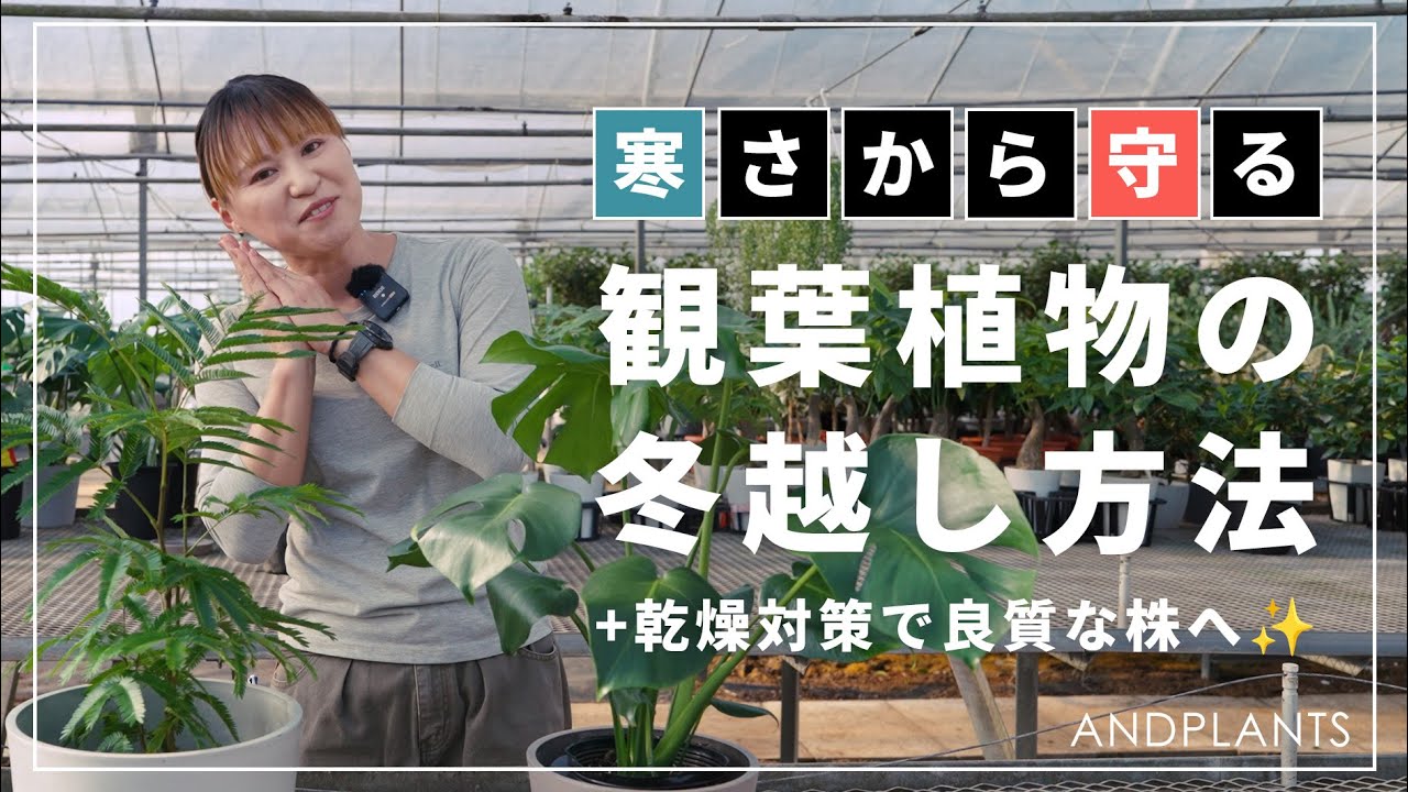 【観葉植物の冬越しが心配な人必見】寒い冬から観葉植物を守るコツ！置き場、水やり、普段との違いに注意🌱