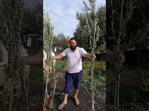 تحميل زيتون عمر سنتين الطيبة درعا سوريا مشتل الياسمين