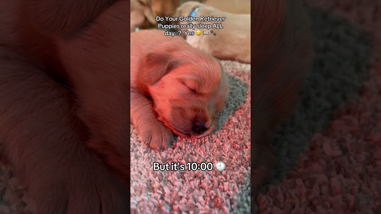 Are you gonna get up??🙄 