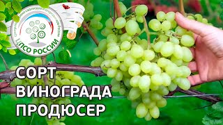 Виноград Продюсер Описание Сорта Фото Виноград Продюсер Описание Сорта Фото