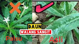 Virall!! Perbedaan DAUN WALANG SANGIT dan daun kotolot di alam liar