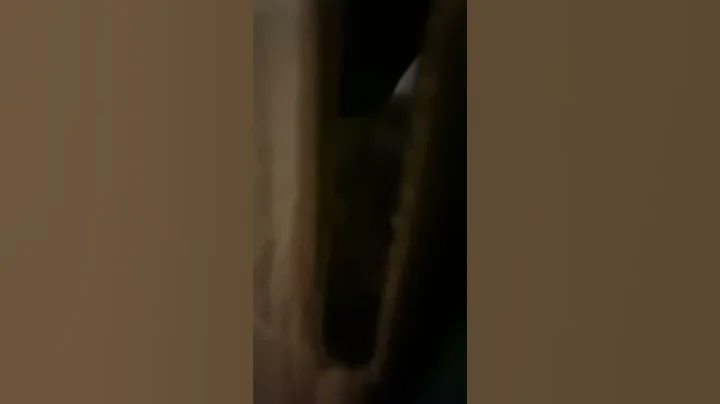 Watch the video about Cute Siamese Cat playing