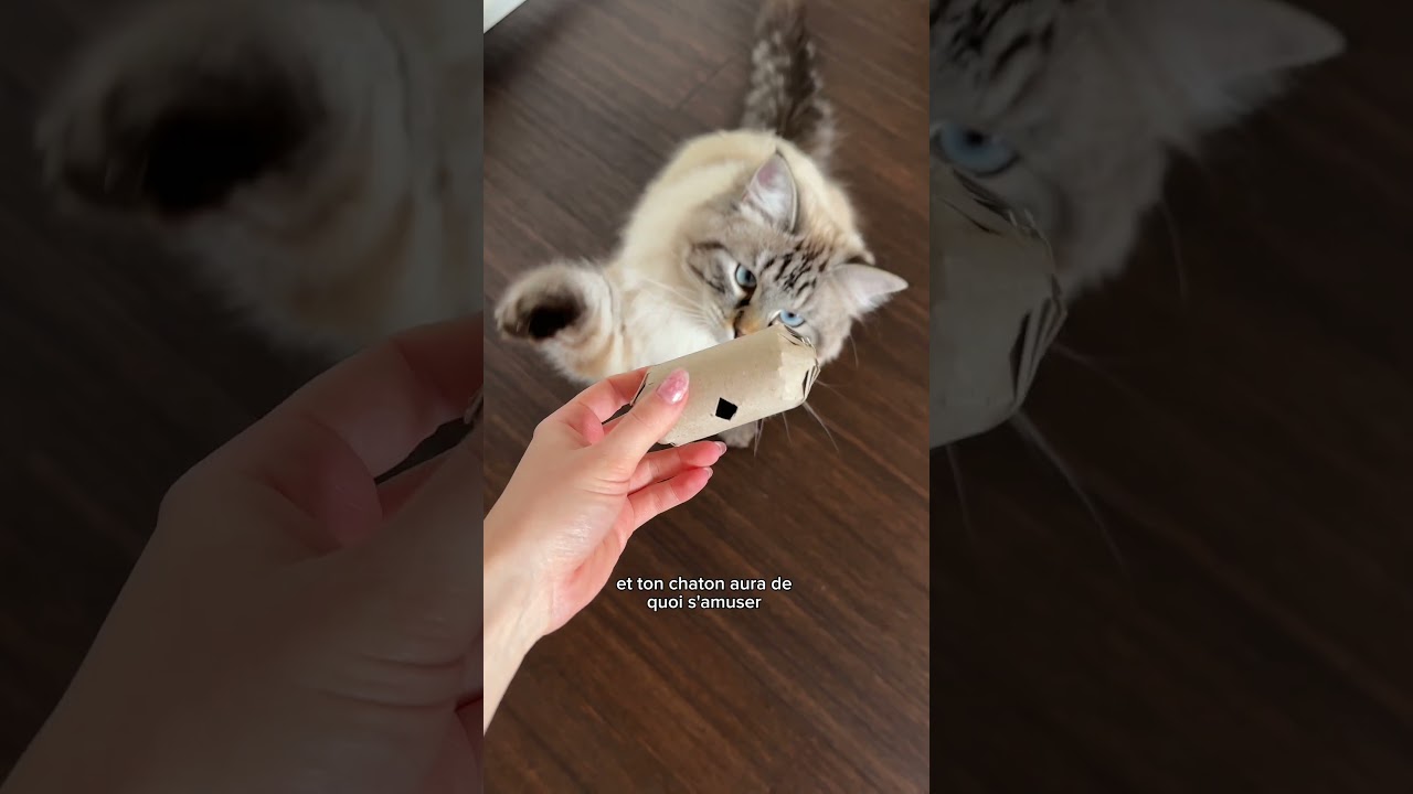 Des jouets faits maison pour un chaton épanoui 😻  