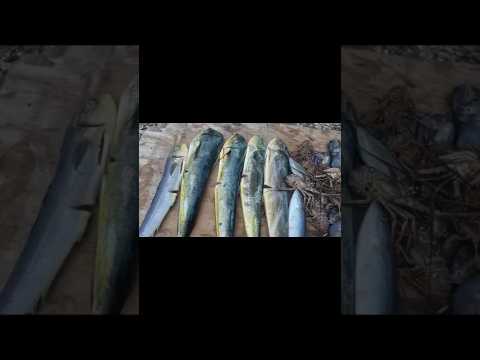 Mahi Mahi Frenzy🔥🔥🔥🔥🔥