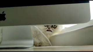 Download lagu GO AWAY! I'm Trying To Watch Good Fellas | Michael Rapaport | Wilfred Warrior