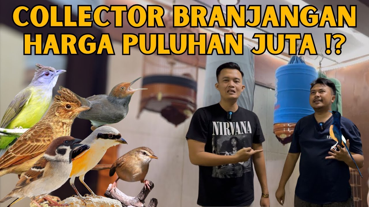 COLLECTOR BRANJANGAN GOKIL HARGA SAMPAI PULUHAN JUTA ‼️