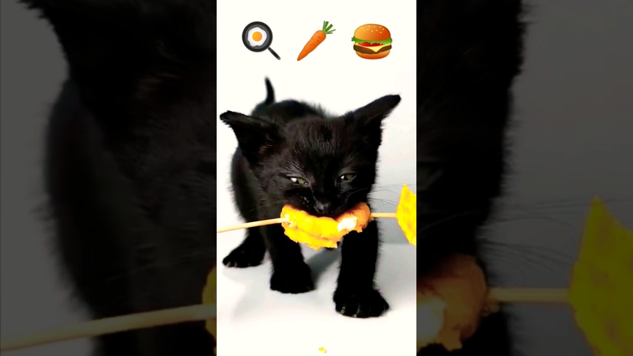 Cat ASMR 🍳🥕🍔