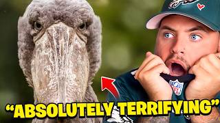 These ANIMALS Are TERRIFYING