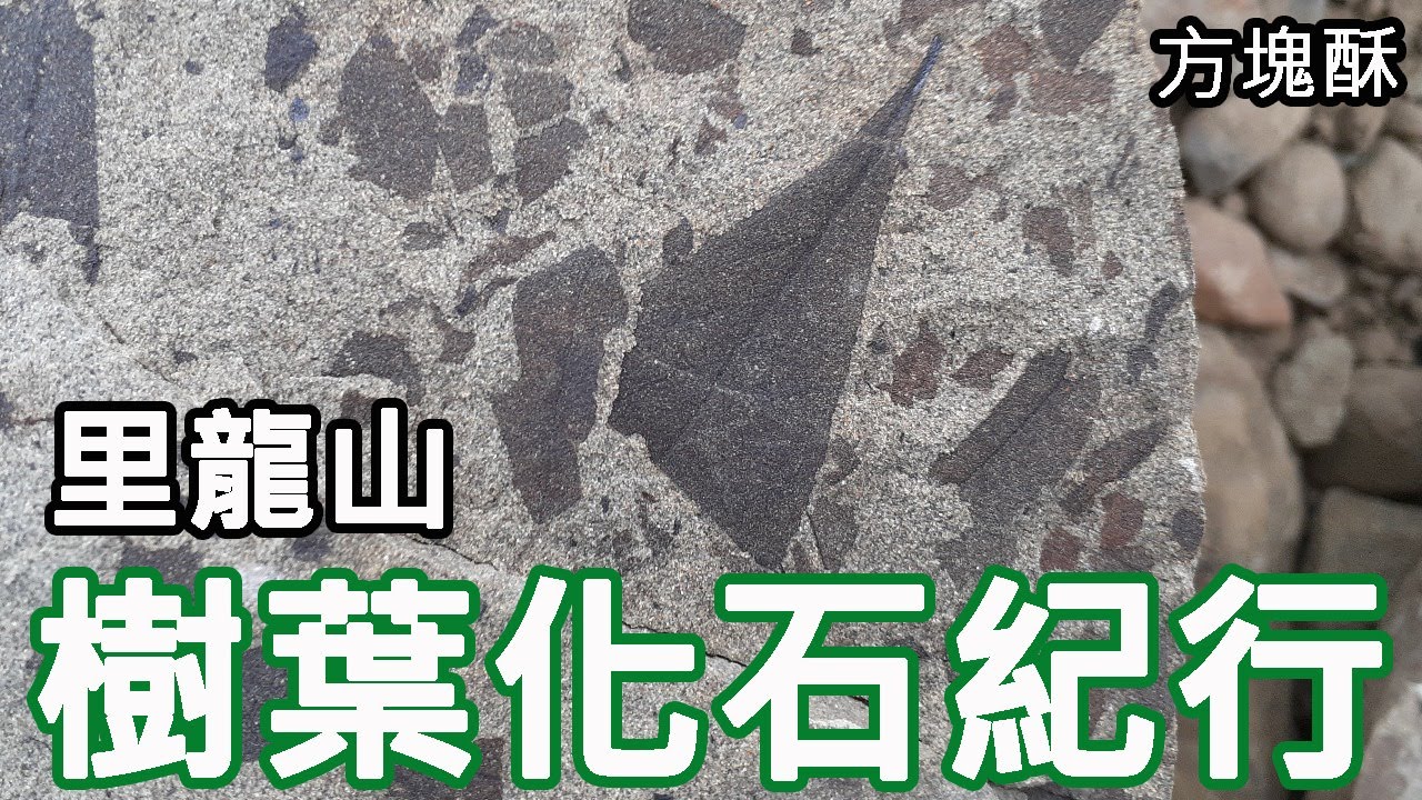 恆春里龍山驚見樹葉化石!!!里龍山樹葉化石紀行|方塊酥