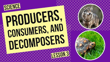 Producers, Consumers, and Decomposers: Roles in the Ecosystem