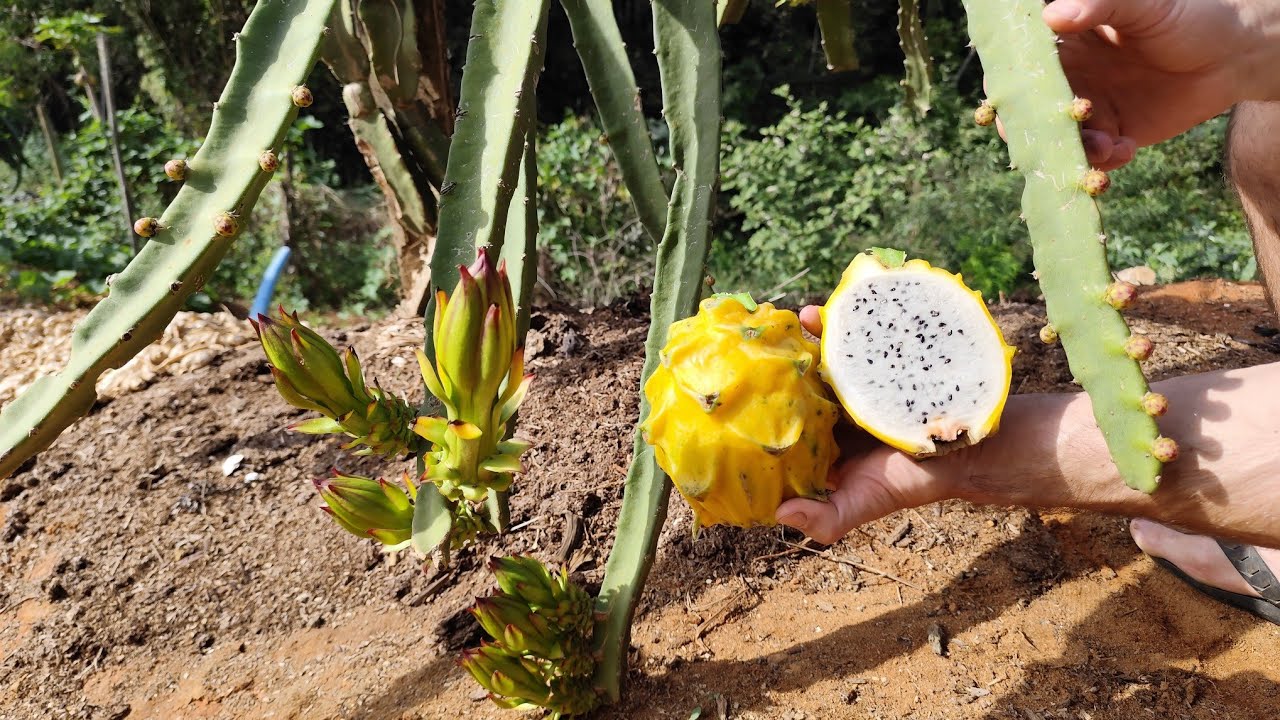 A maior pitaya amarela ( megalanthus) do Brasil 😲