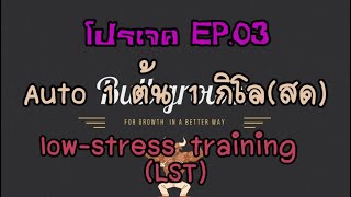 Project Weed 1 plant 1 kg (fresh). - EP.03 การเทรน LST และ HST เพิ่มผลผลิต (LST and HST training.)